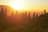 Forest in sunrise